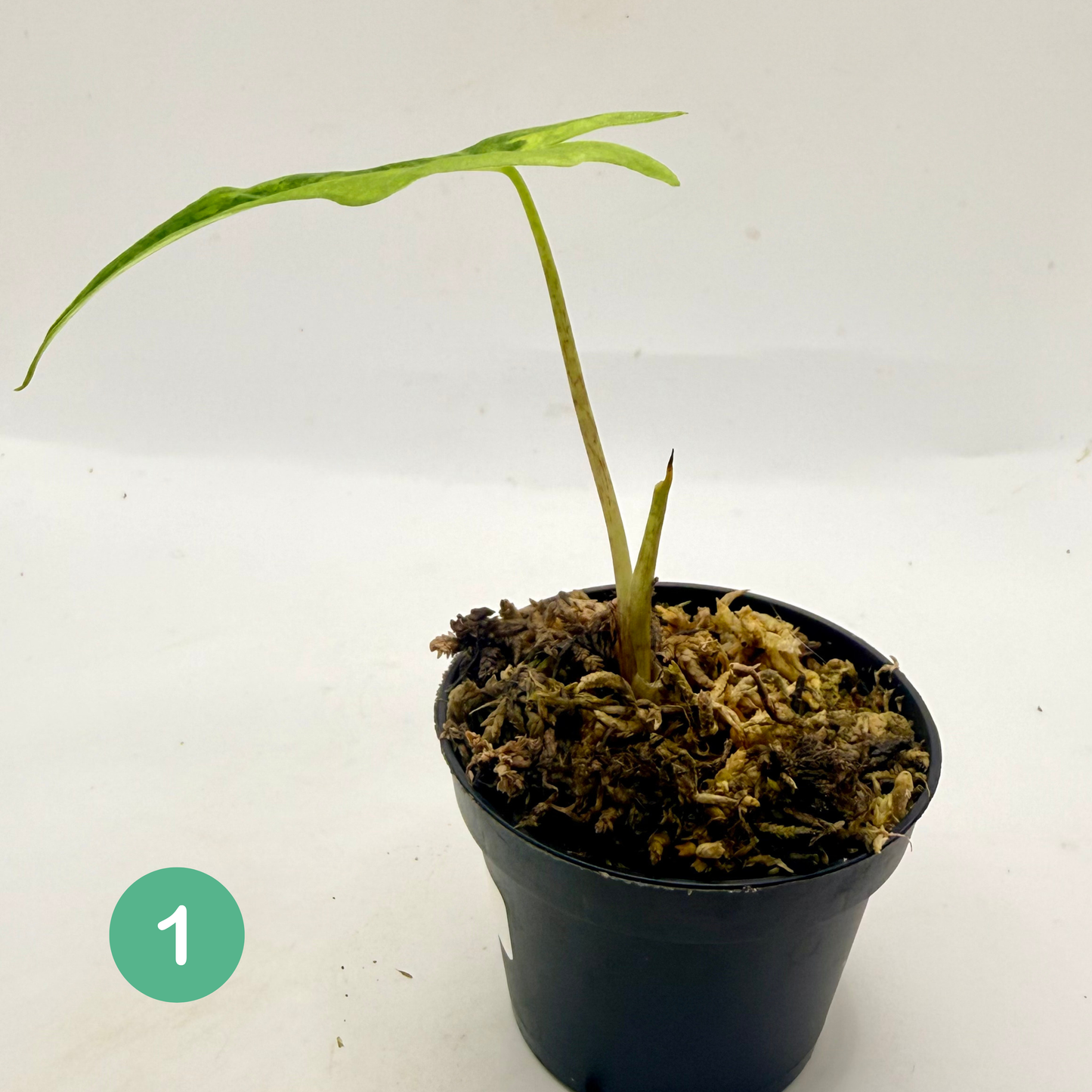 Alocasia Portei Aurea Variegata