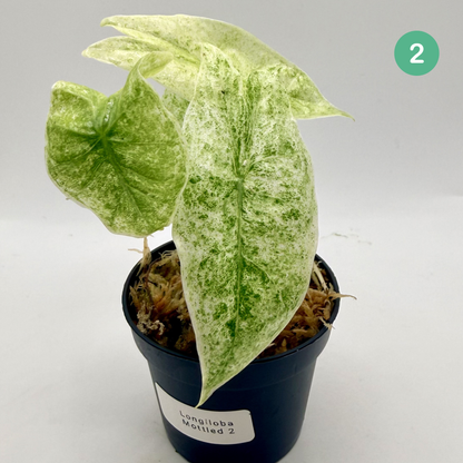 Alocasia Longiloba Mottled Variegata