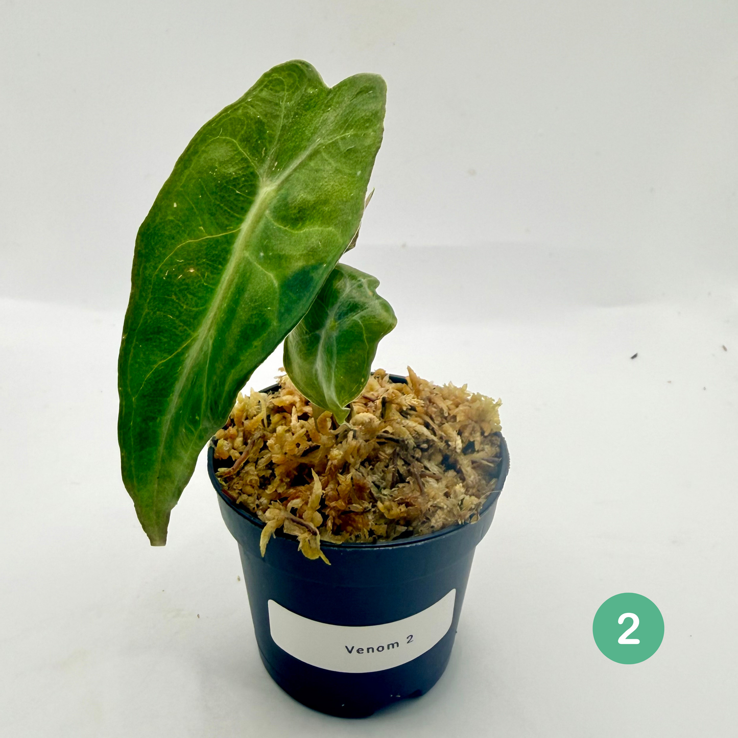 Alocasia Venom