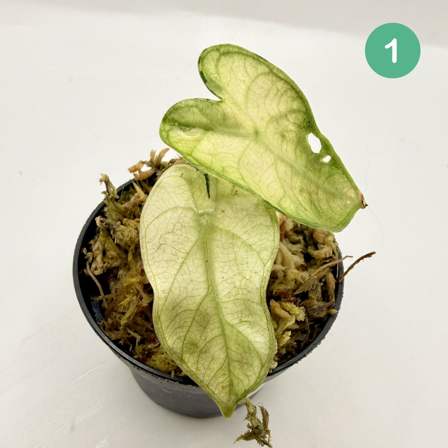 Alocasia Heart Balloon Mint/Pink Variegata