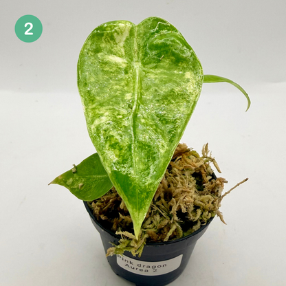 Alocasia Pink Dragon Aurea Variegata