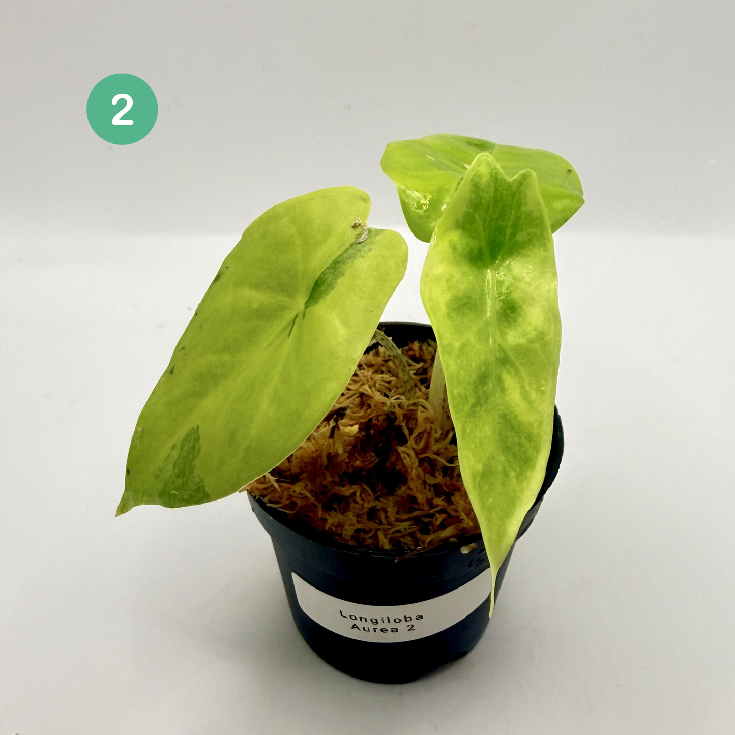 Alocasia Longiloba Aurea Variegata