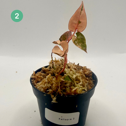 Fallopia Multiflora Variegata