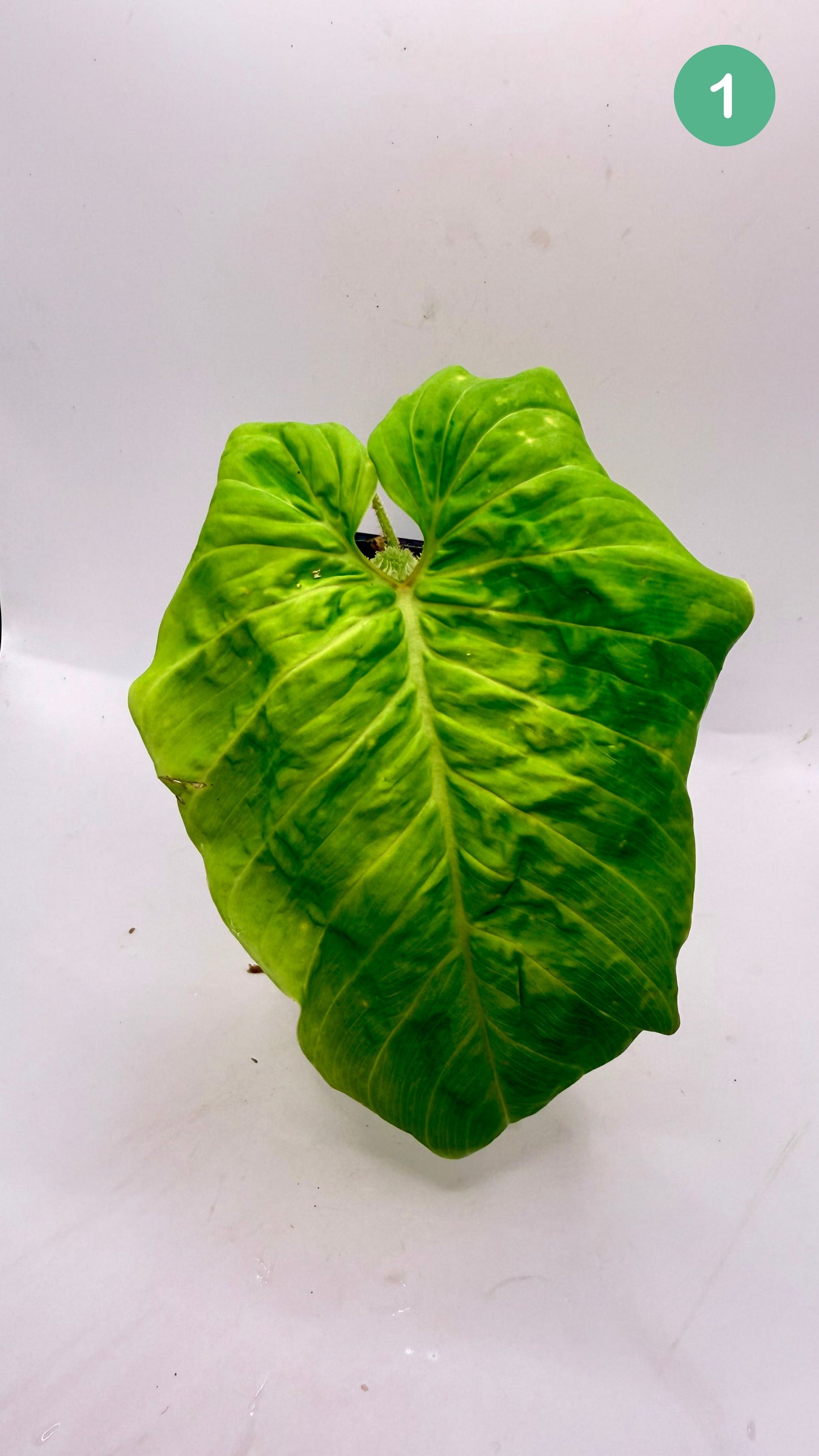 Philodendron Titanium (Serpens x Verrucosum)