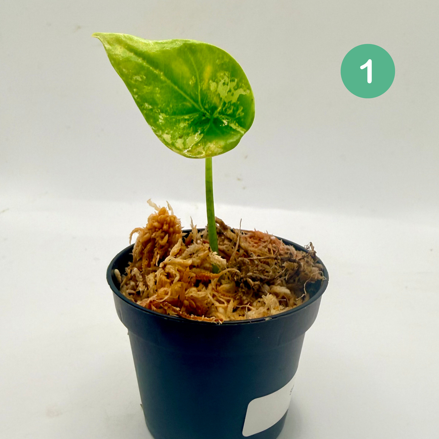 Alocasia Sinuata Albo Variegata