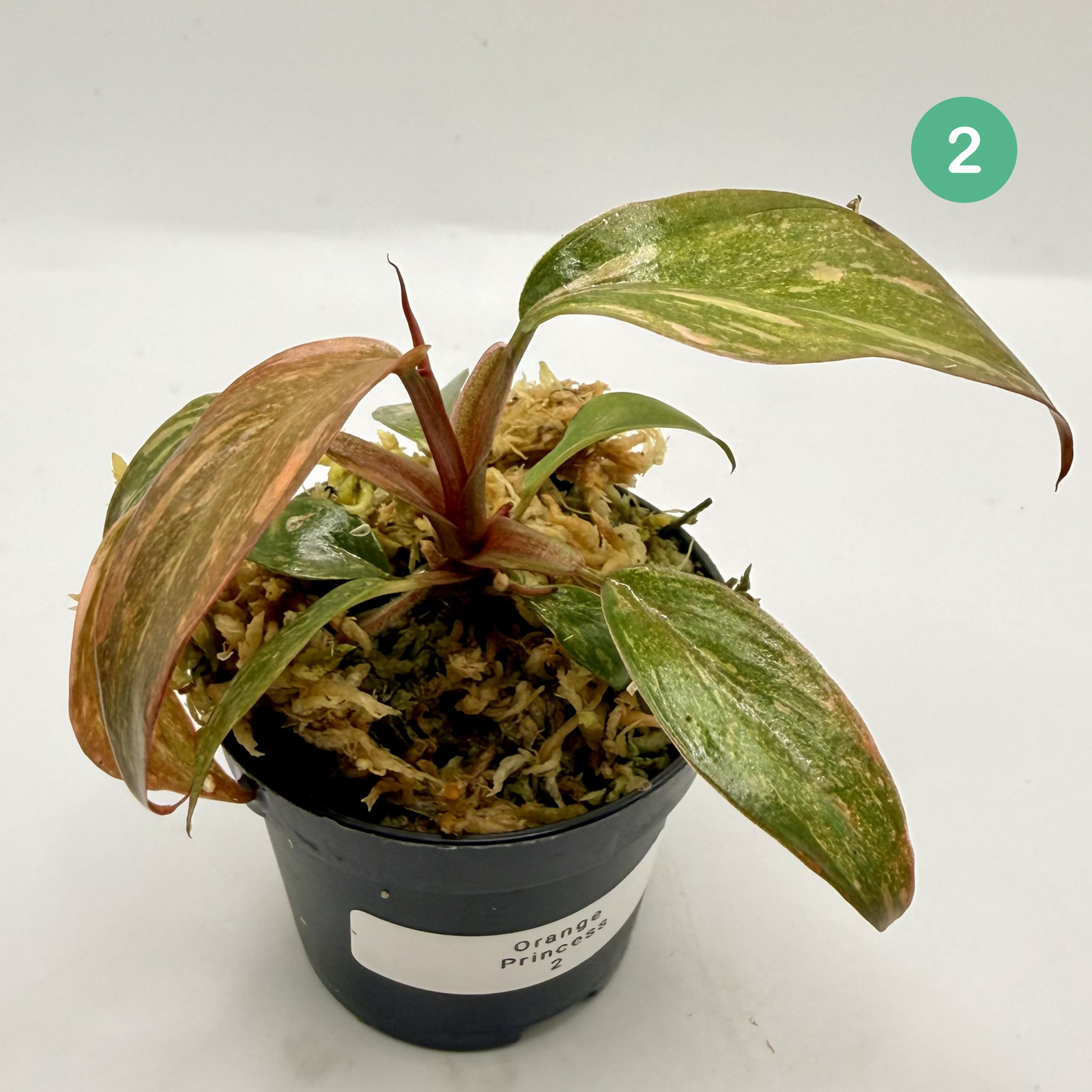 Philodendron Orange Princess Variegated