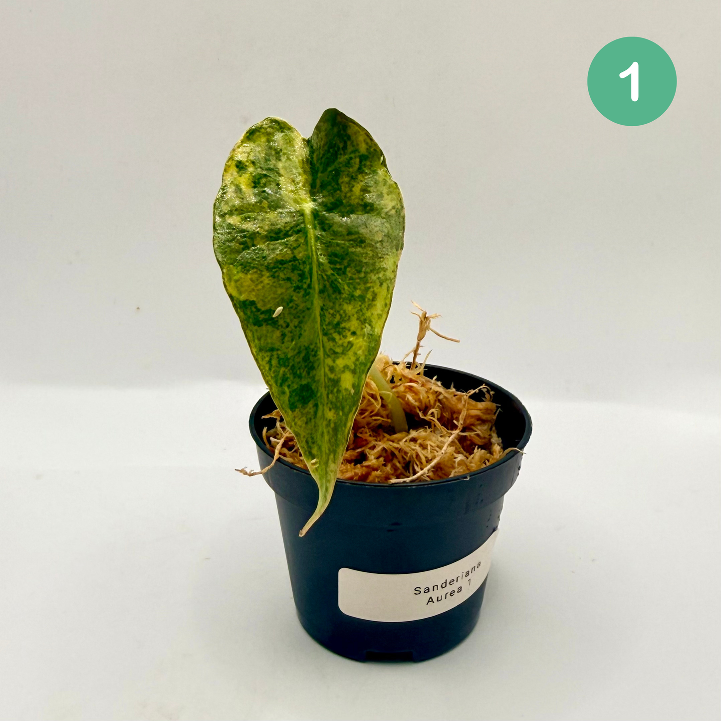 Alocasia Sanderiana Bull Aurea Variegata