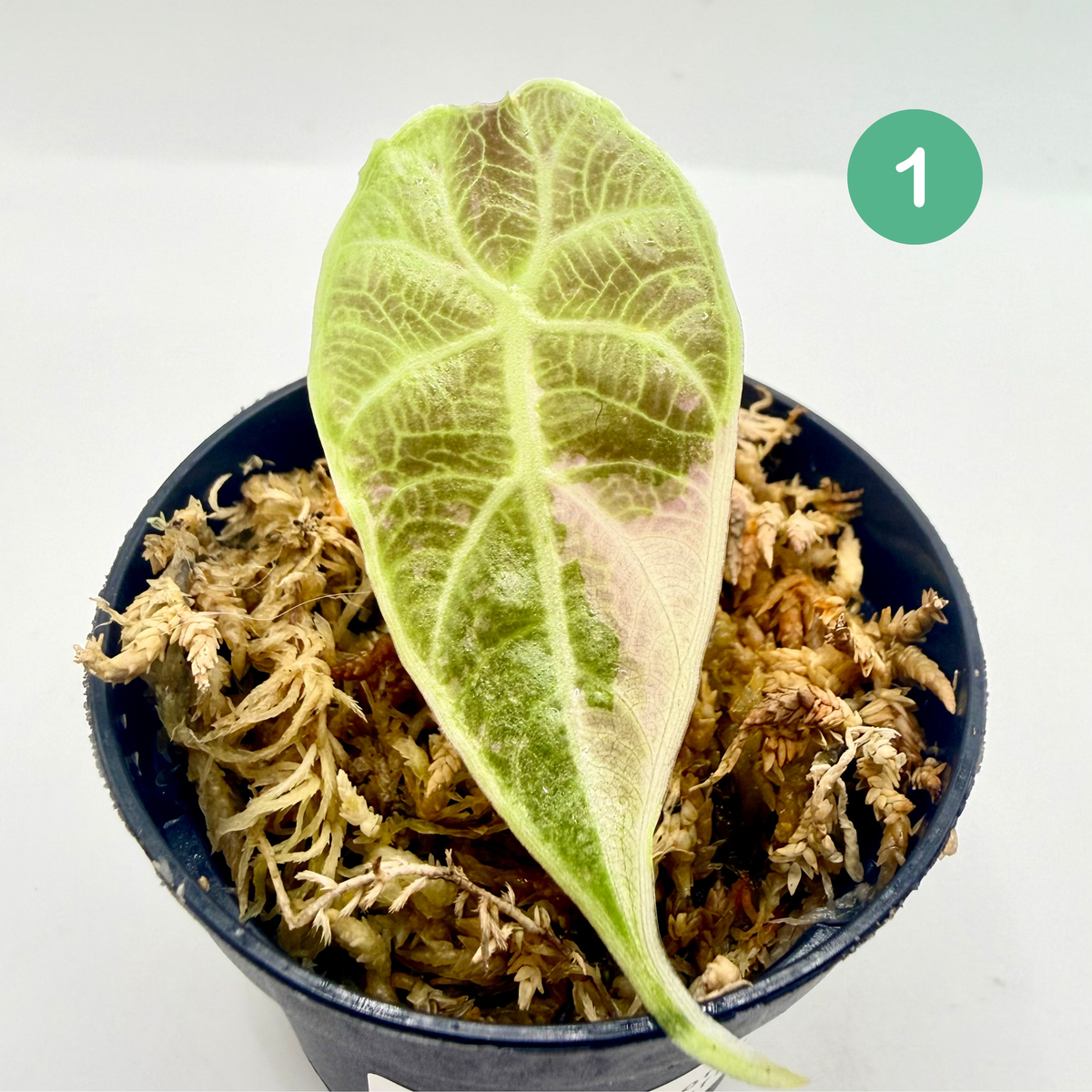 Alocasia Watsoniana Doff - Albo/Pink Variegata