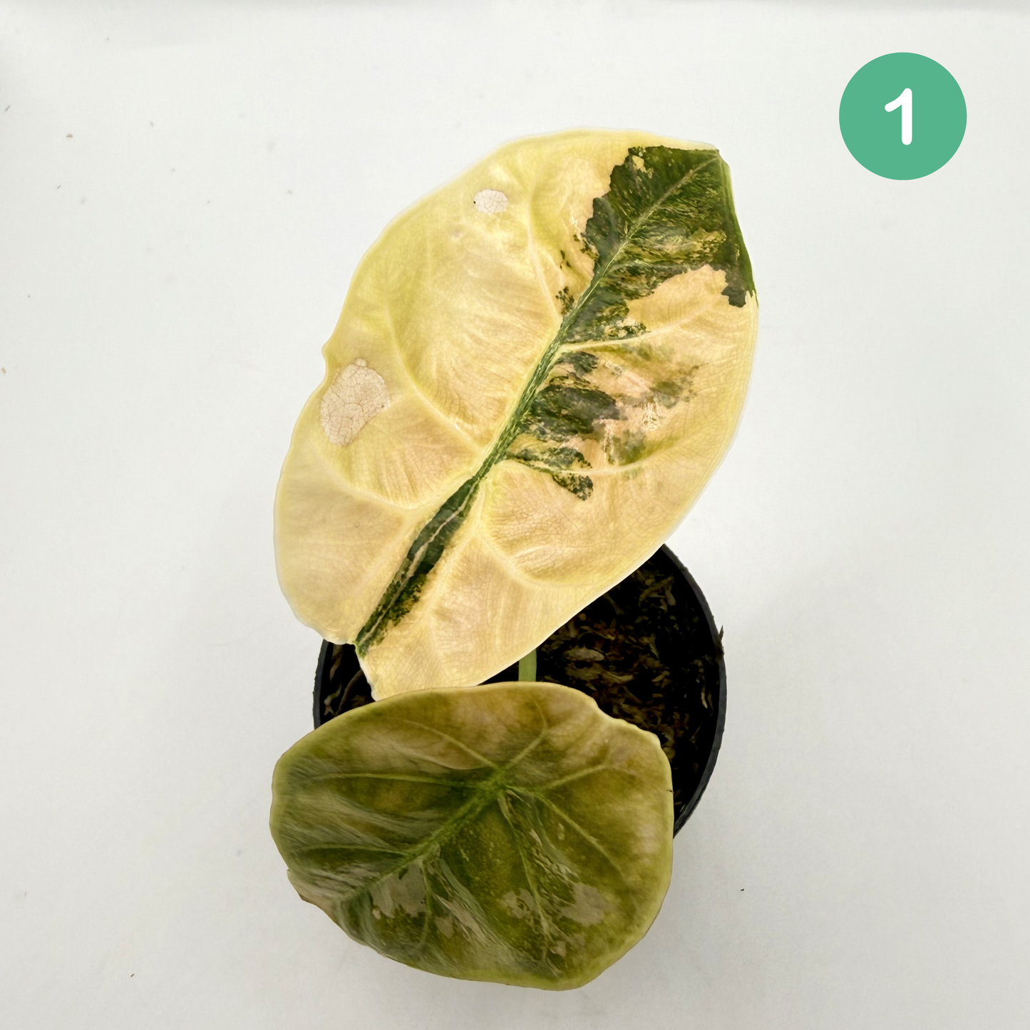 Alocasia Azlanii Aurea Variegata