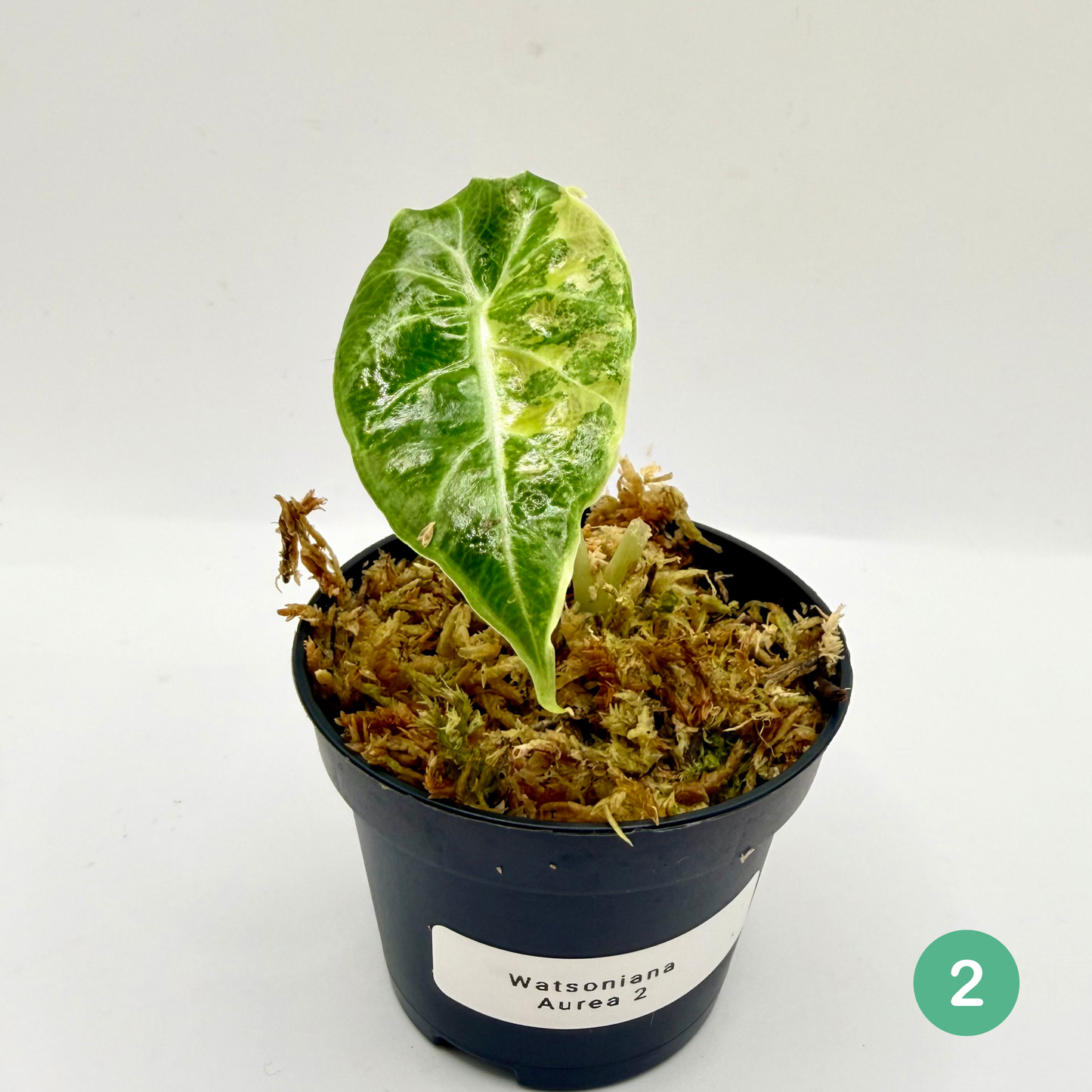 Alocasia Watsoniana Aurea Variegata