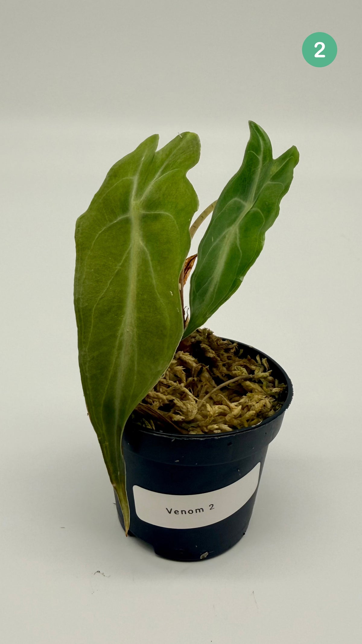 Alocasia Venom