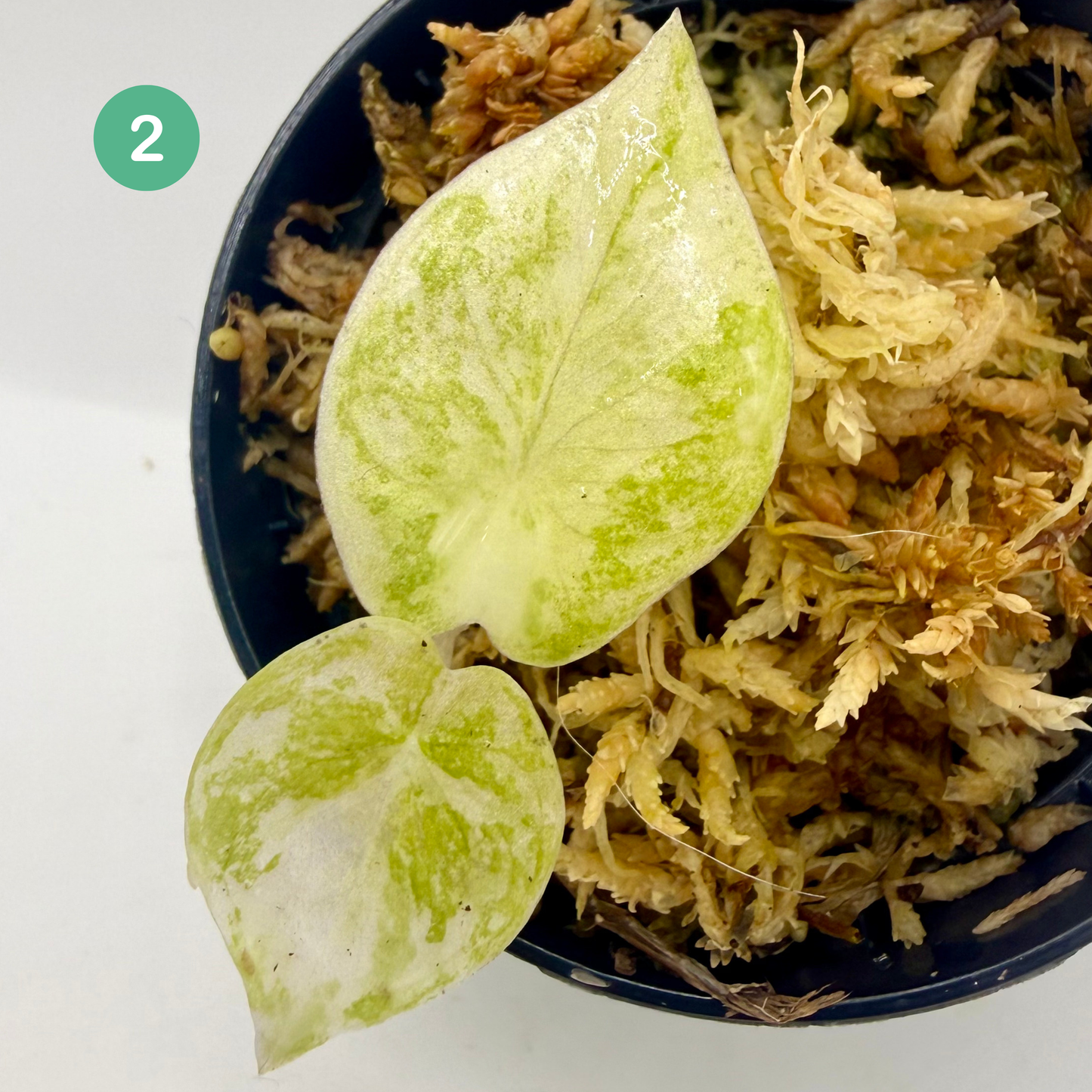 Alocasia Pink Dragon Albo Variegata