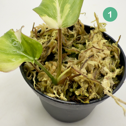 Philodendron Gloriosum Tricolor/Galaxy Variegated