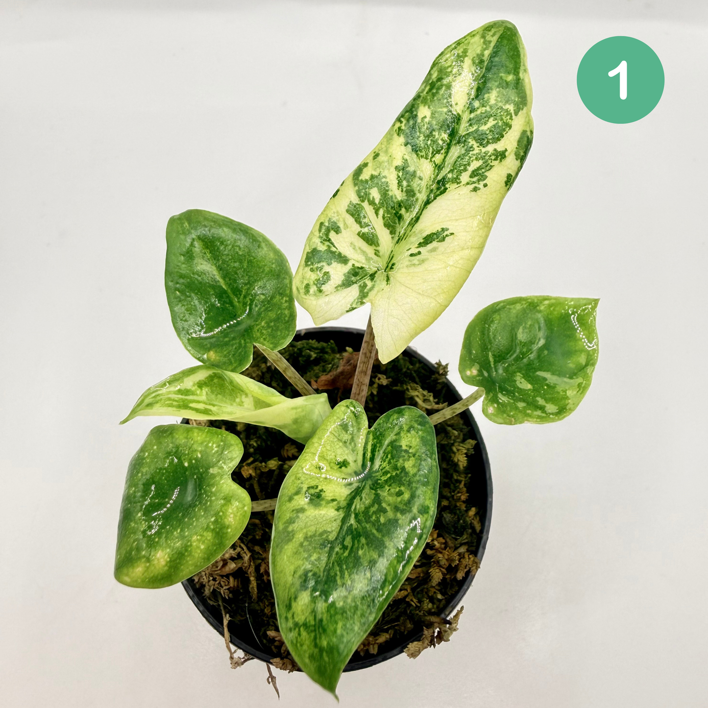 Alocasia Corazón Albo/Tricolor Variegata