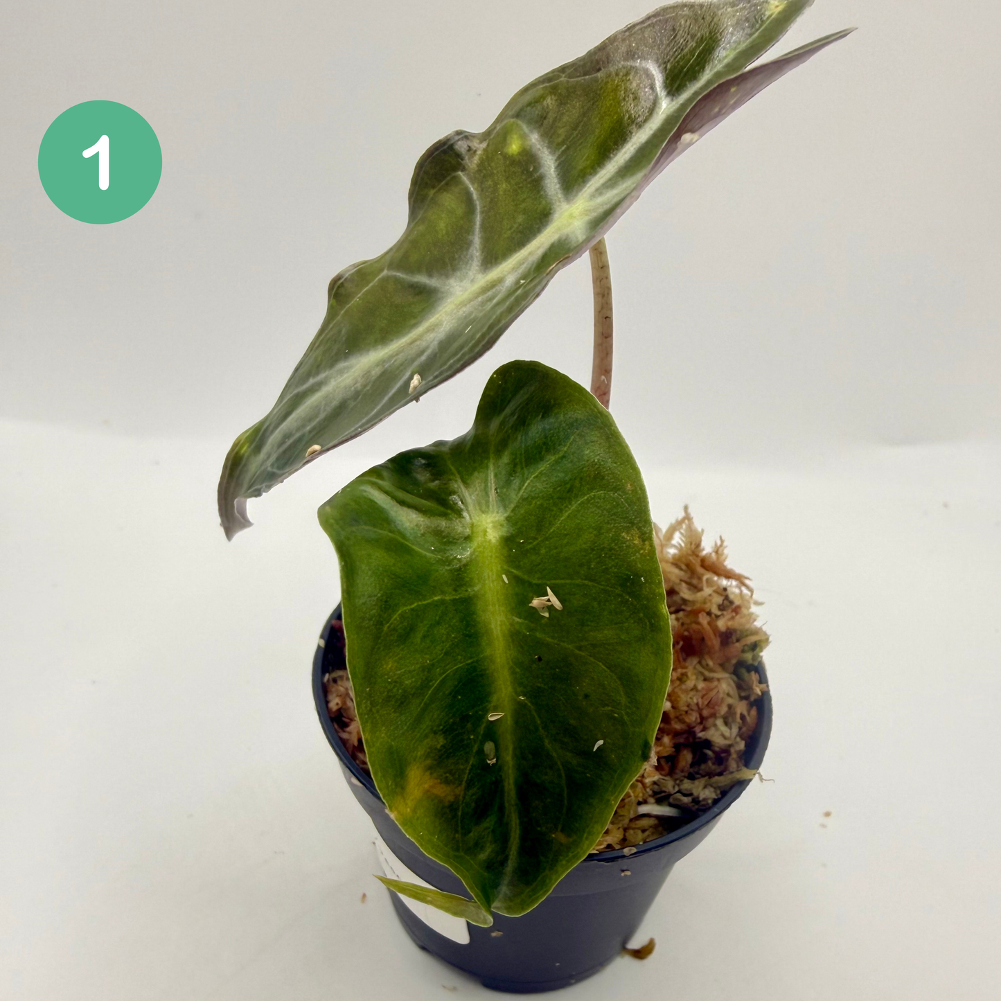 Alocasia Venom