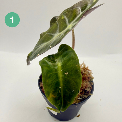 Alocasia Venom