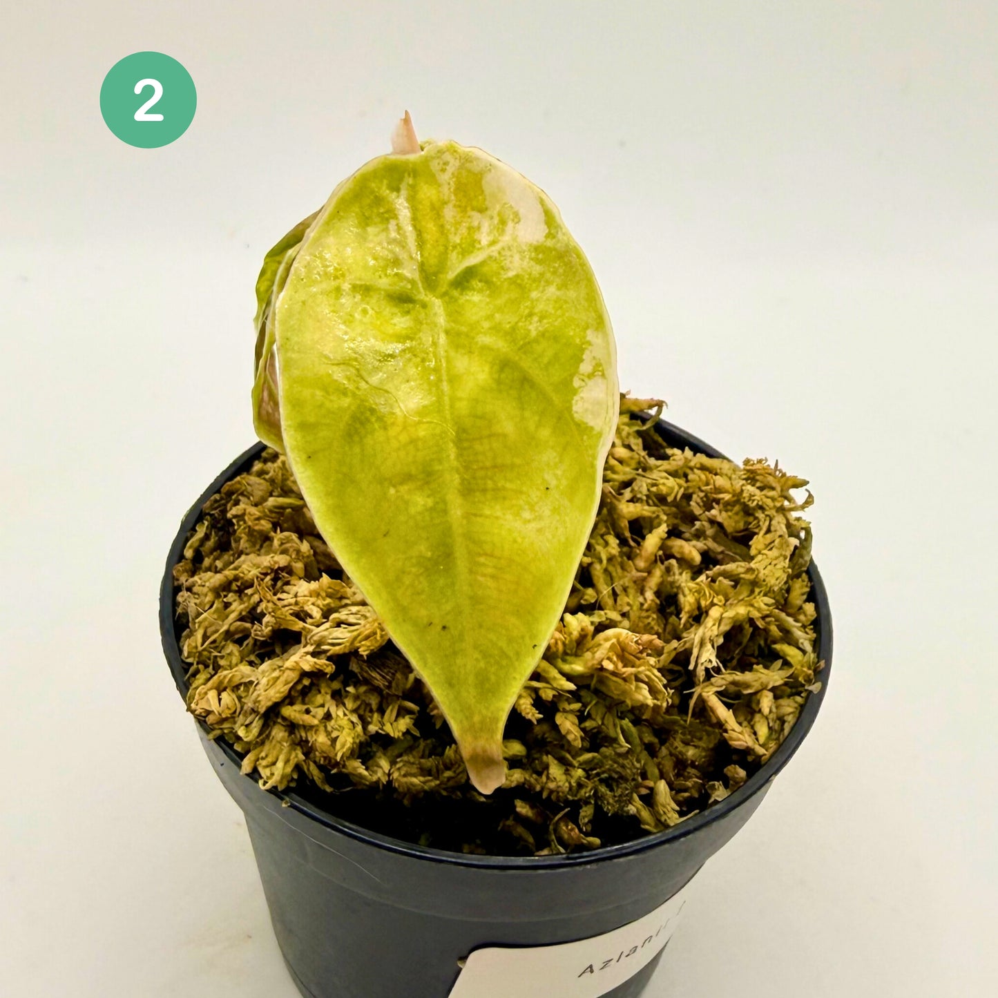 Alocasia Azlanii Aurea Variegata