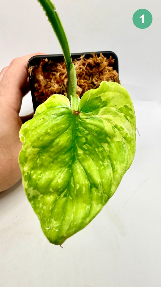 Philodendron Plowmanii Variegated