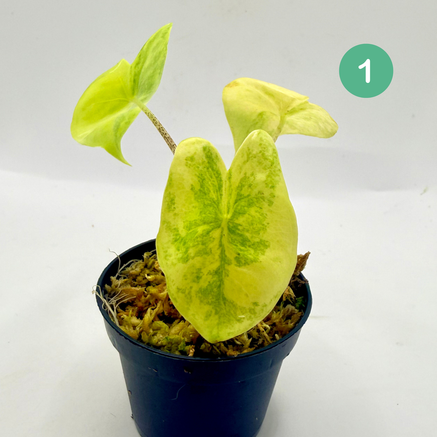 Alocasia Longiloba Aurea Variegata