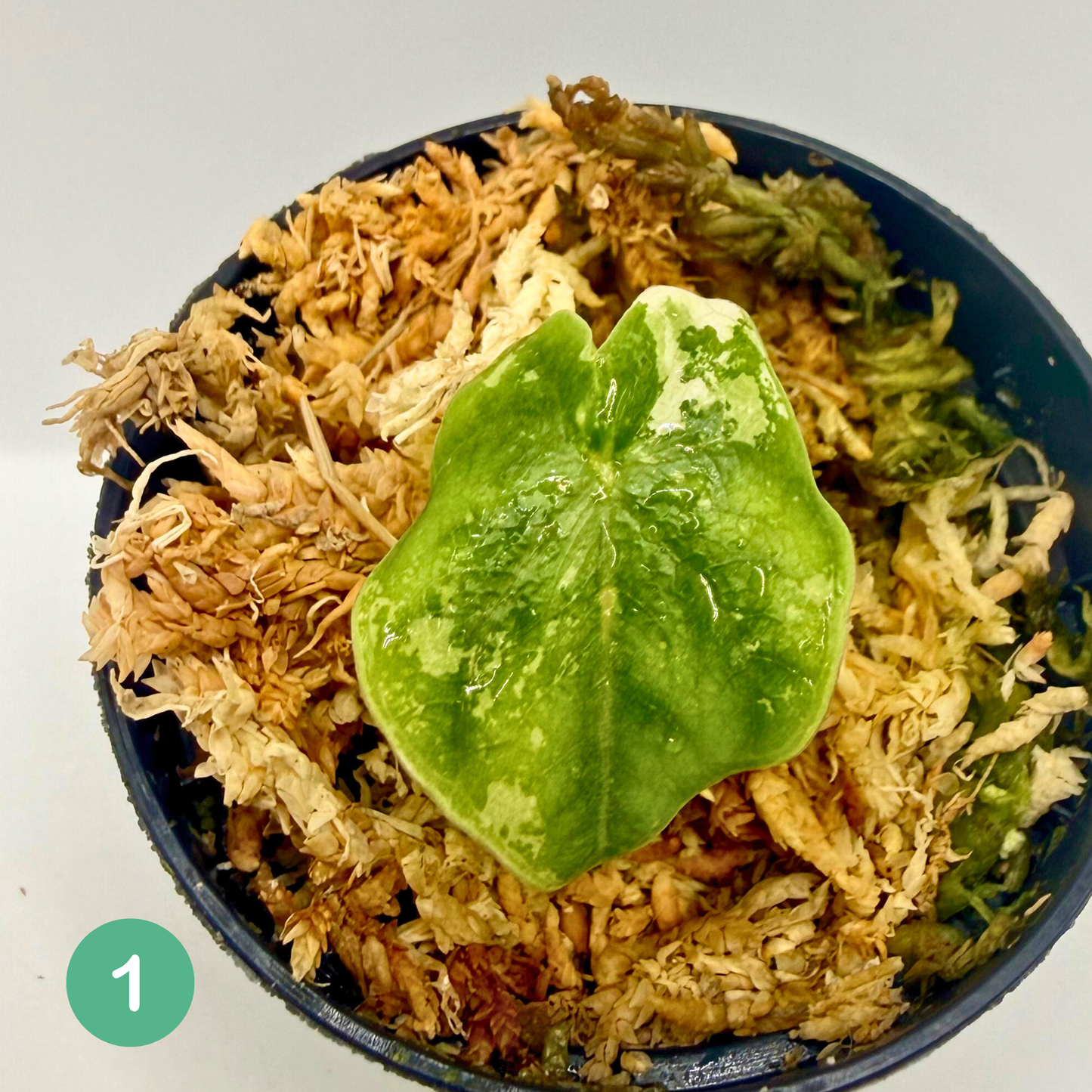 Alocasia Melo Albo Variegata