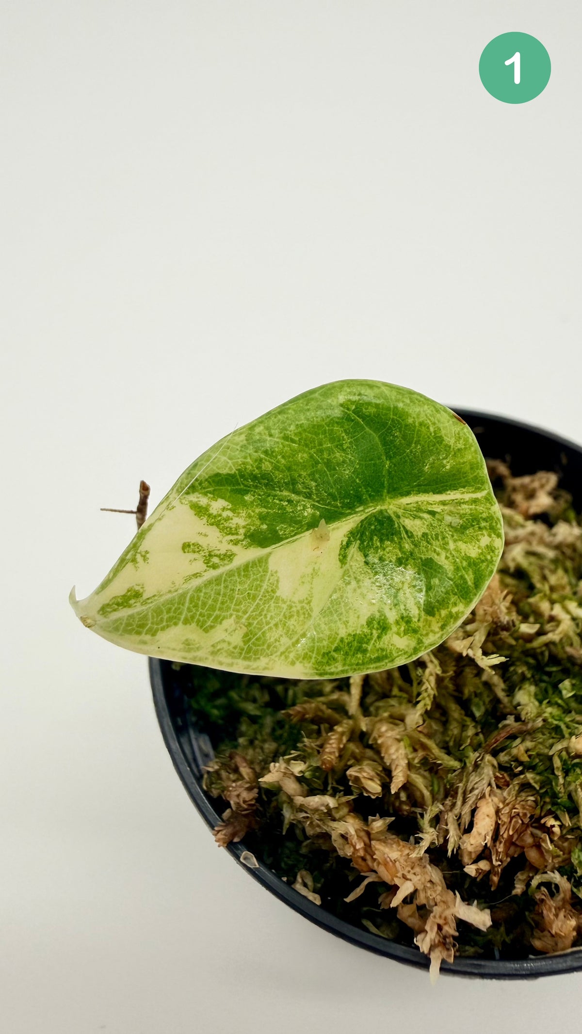 Alocasia Maharani Lemon Lime Variegata