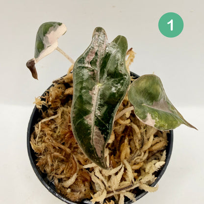 Alocasia Sanderiana Nobilis Pink Variegata