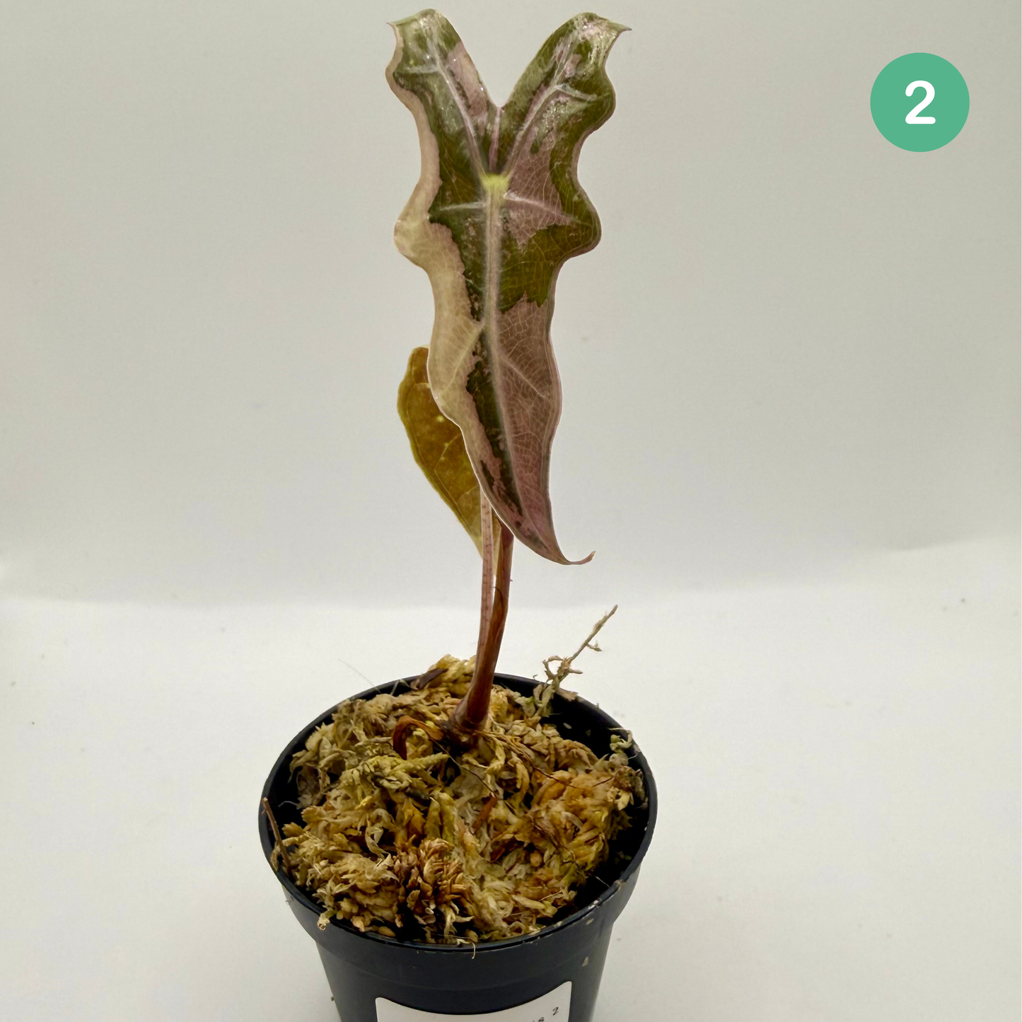 Alocasia Sanderiana Nobilis Pink Variegata