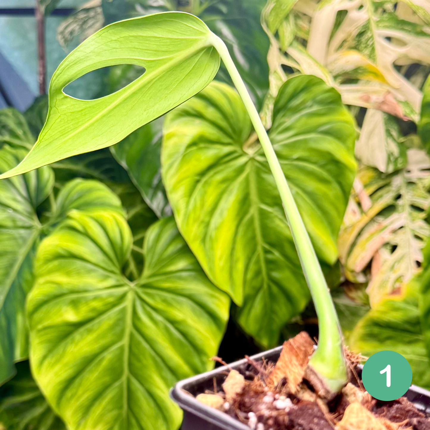 Monstera Burle Marx Flame