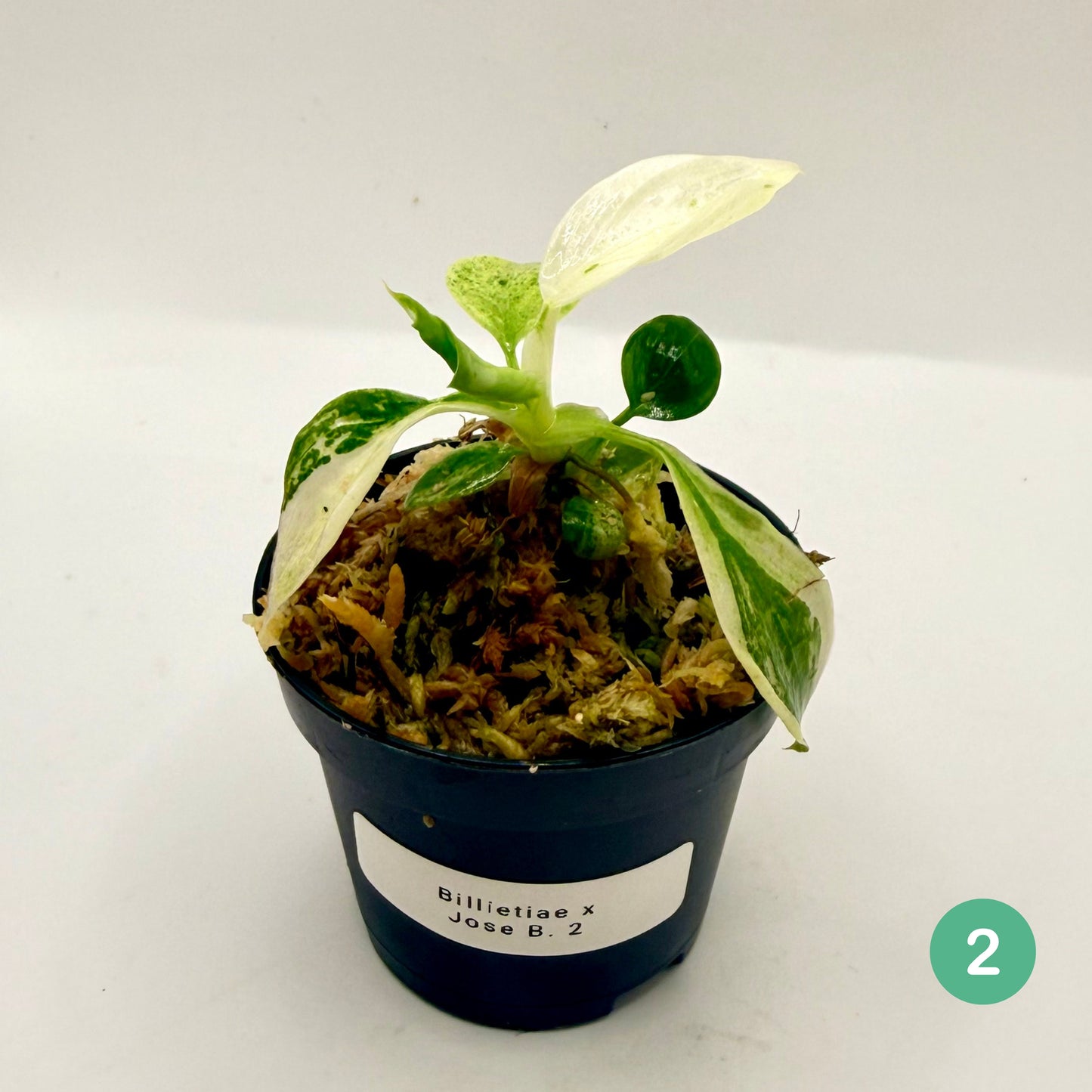 Philodendron Billietiae x José Buono Variegated