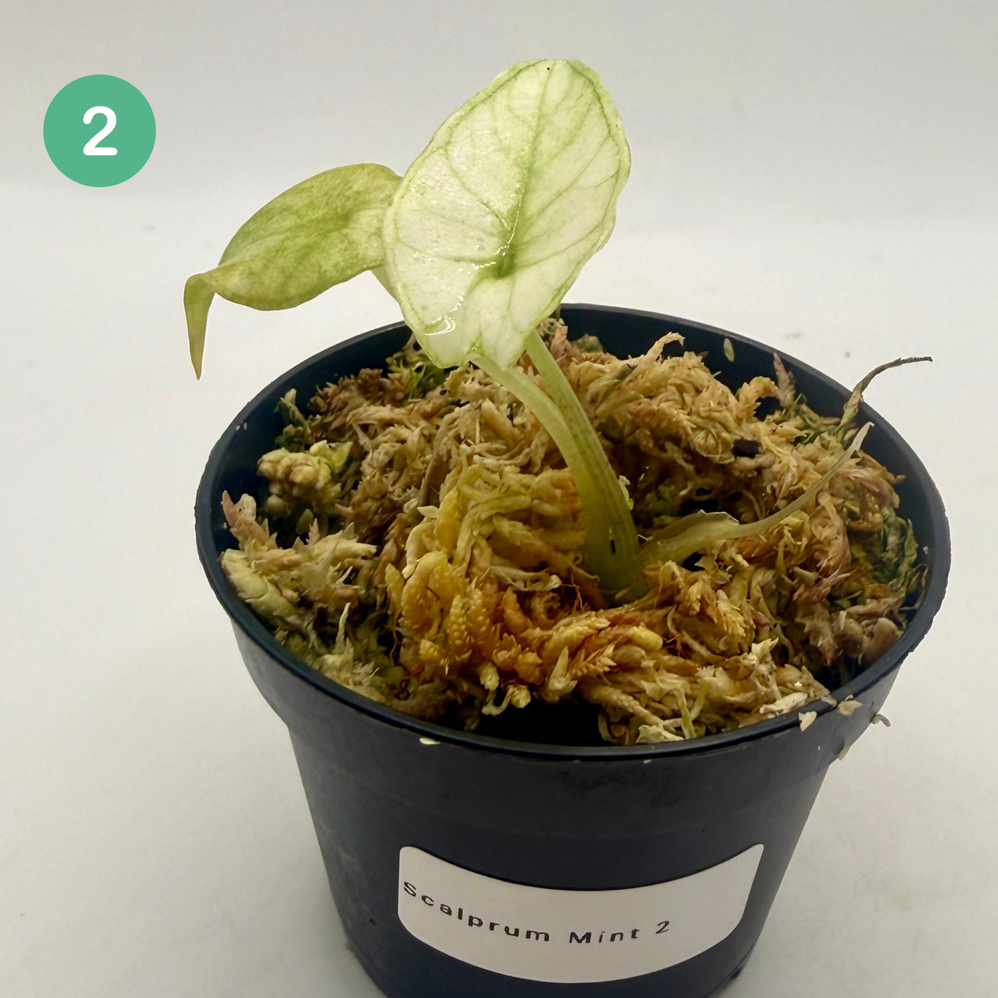 Alocasia Scalprum Mint Variegata