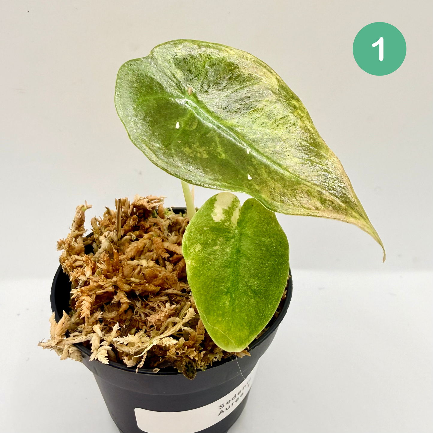 Alocasia Sedenii Aurea Variegata