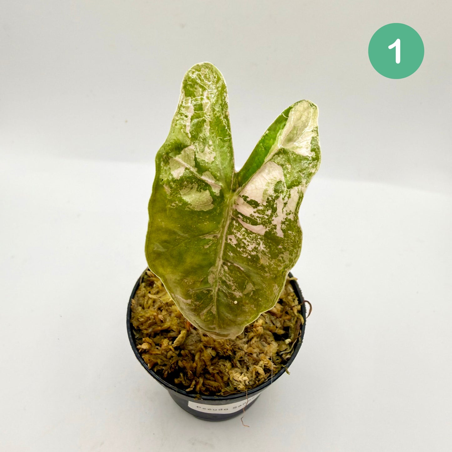 Alocasia Pseudo Sanderiana Albo/Pink Variegata