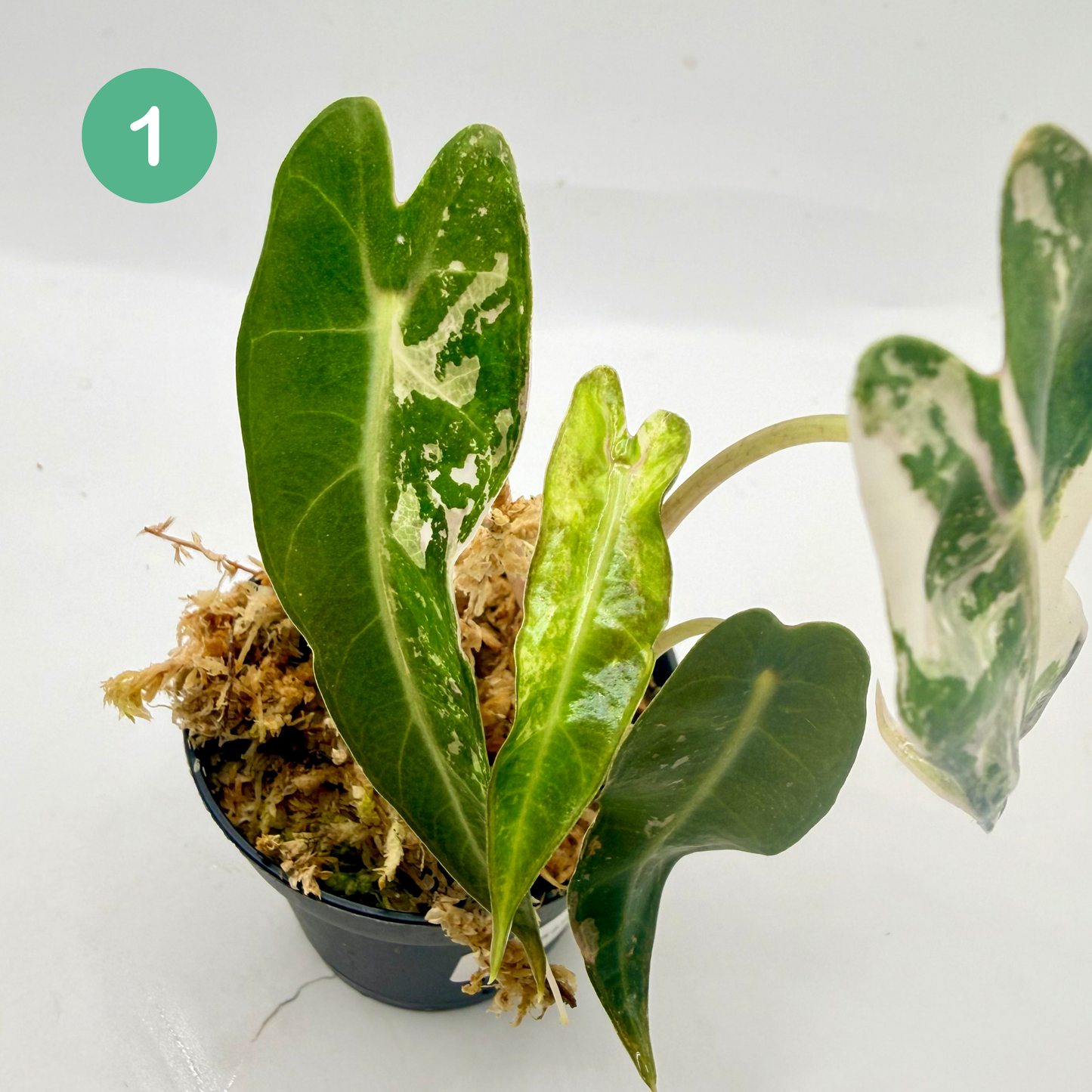 Alocasia Bambino Variegata - Pink/Albo