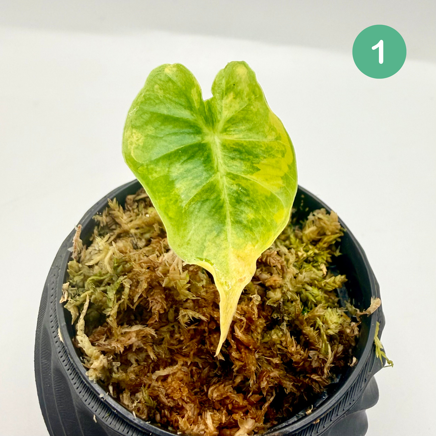 Alocasia Frydek Dorayaki - London Eye - Aurea Variegata