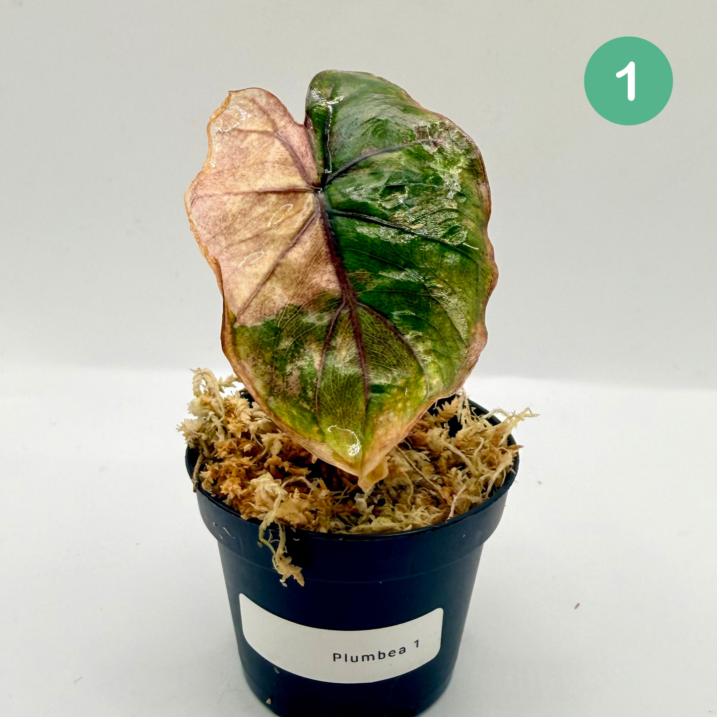 Alocasia Plumbea Nigra Albo/Pink Variegata