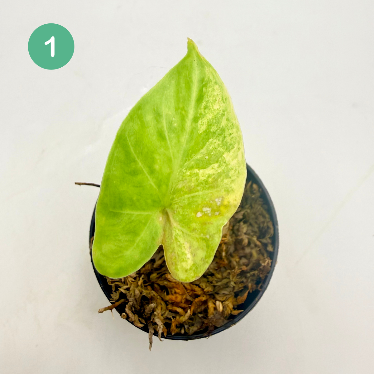 Alocasia Puber Aurea Variegata