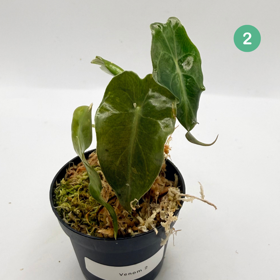 Alocasia Venom
