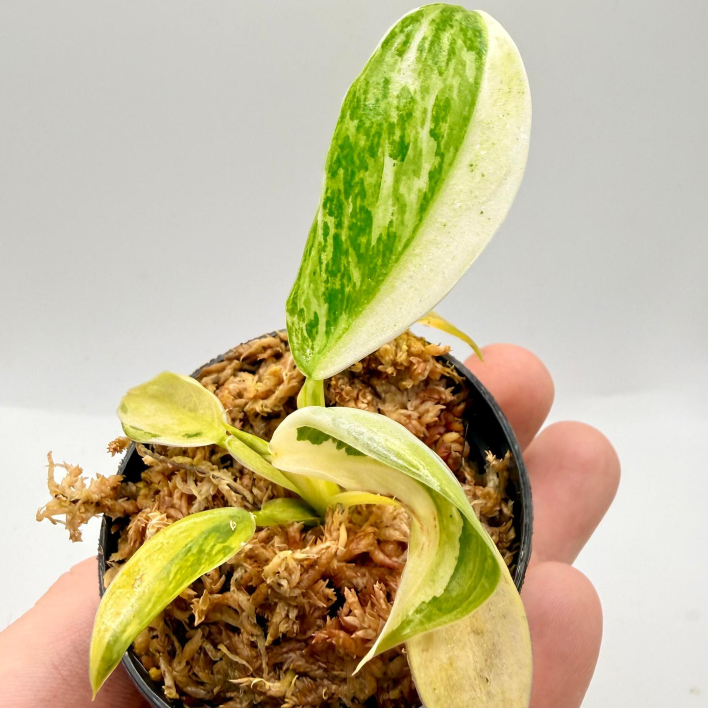 Philodendron Billietiae x José Buono Variegated