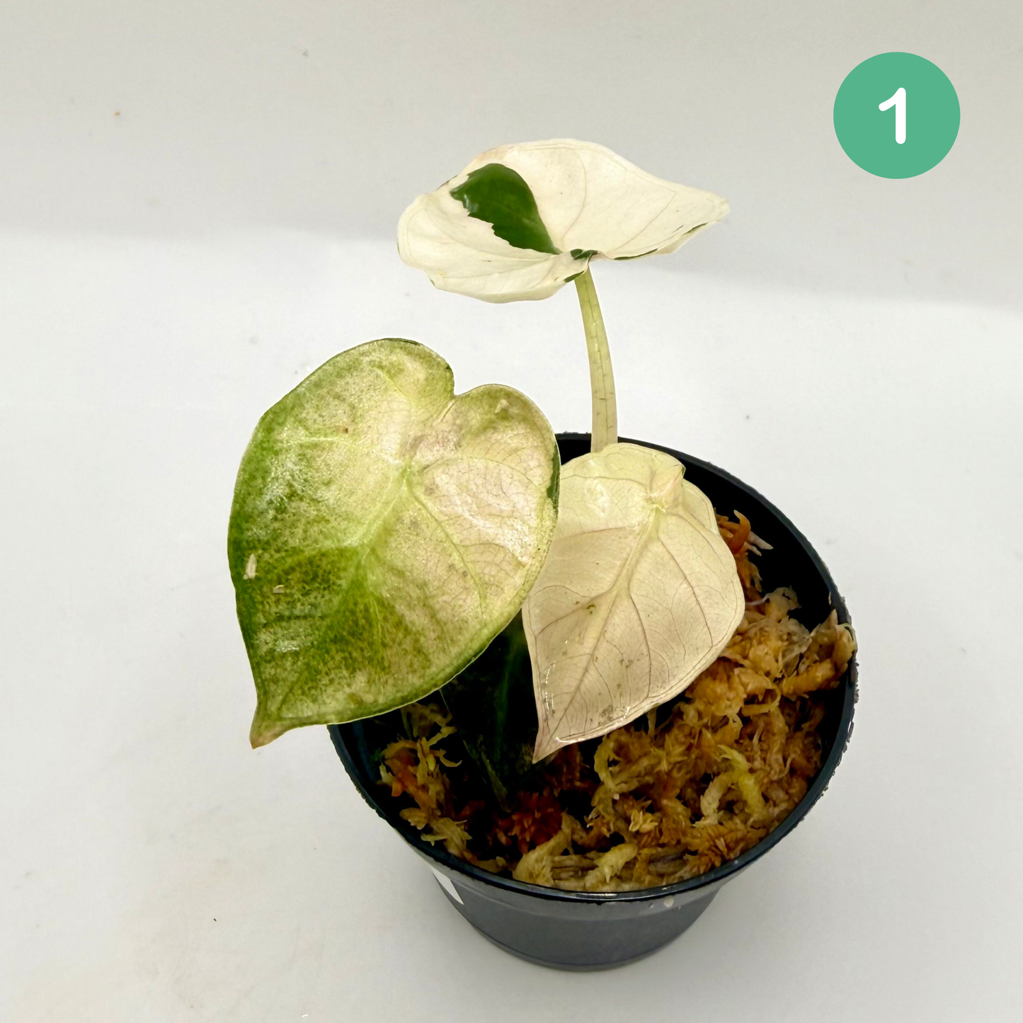 Alocasia Heart Balloon Pink/Albo Variegata