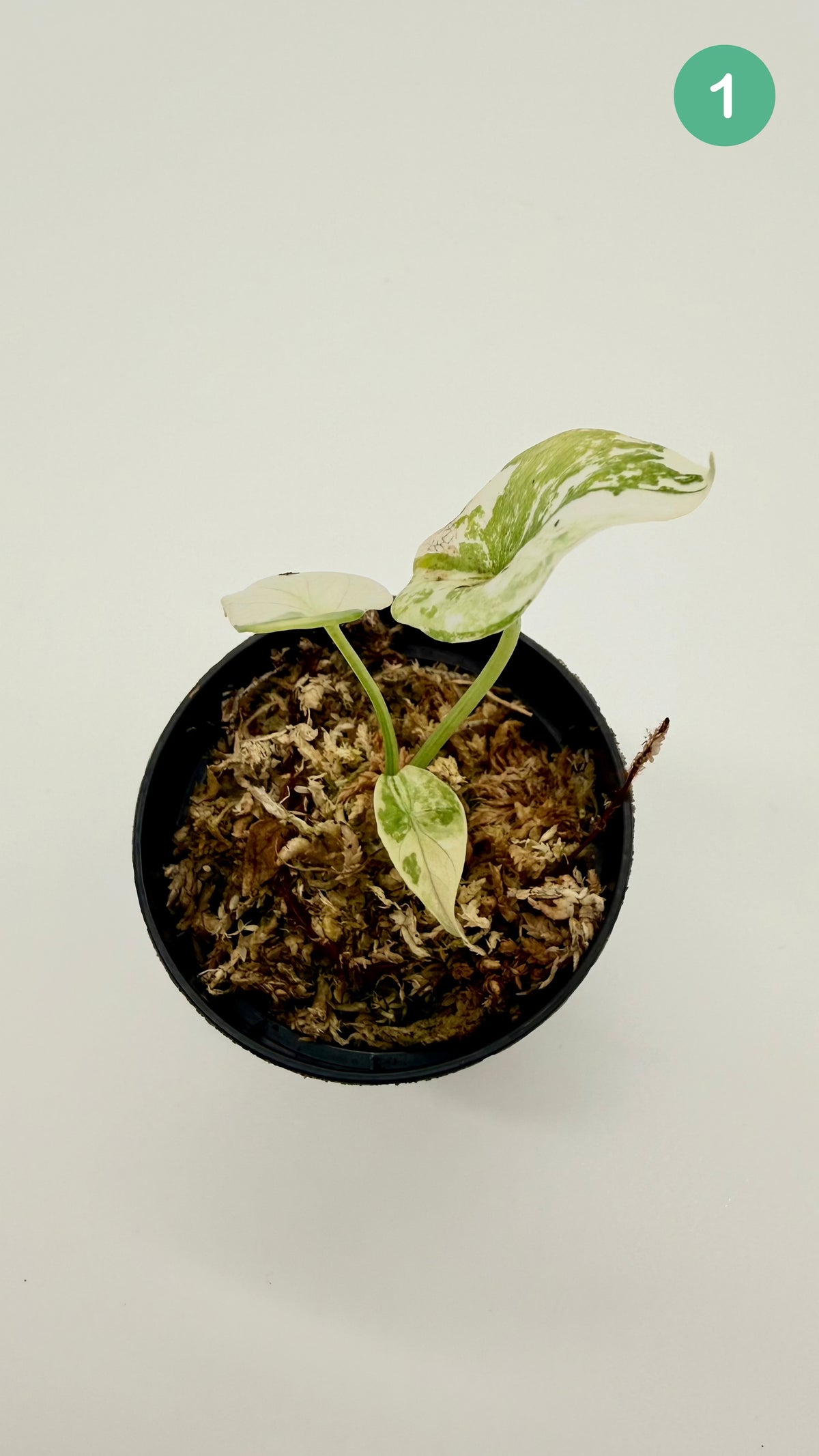 Alocasia Sinuata Albo Variegata