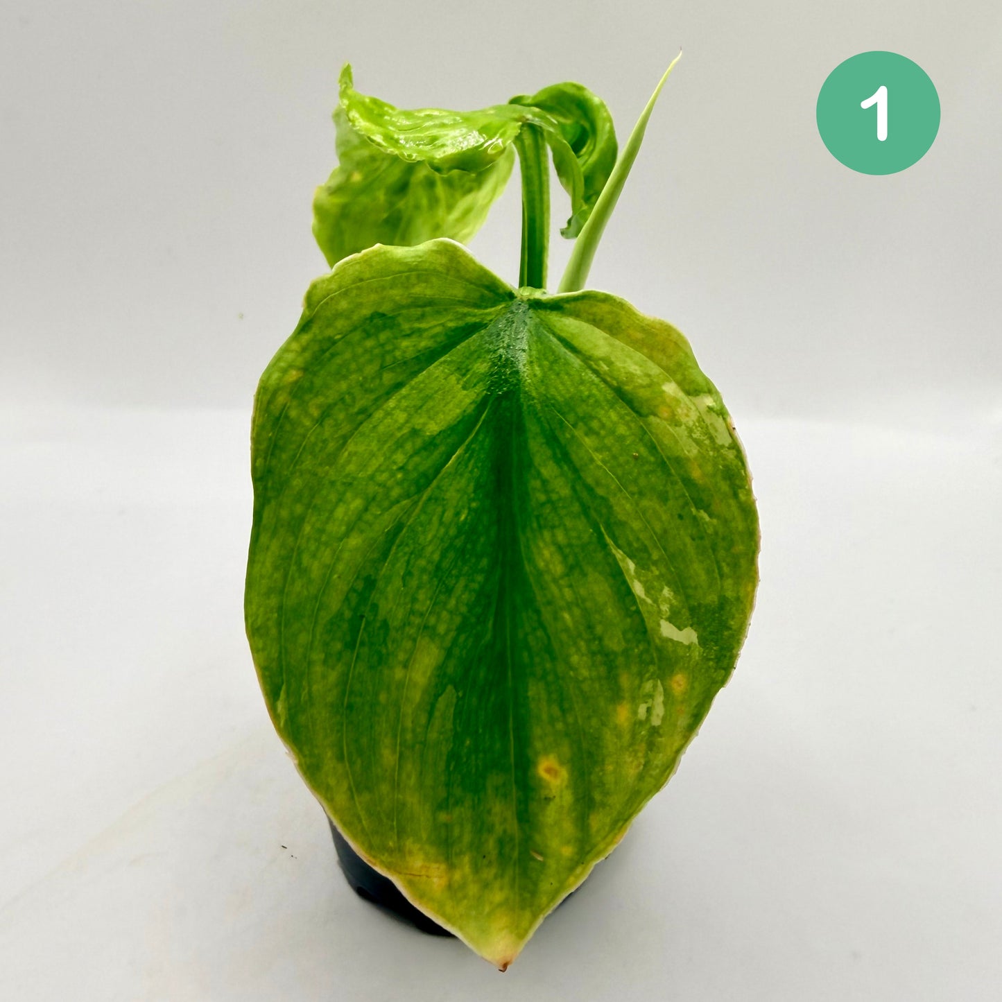 Philodendron Plowmanii Variegated