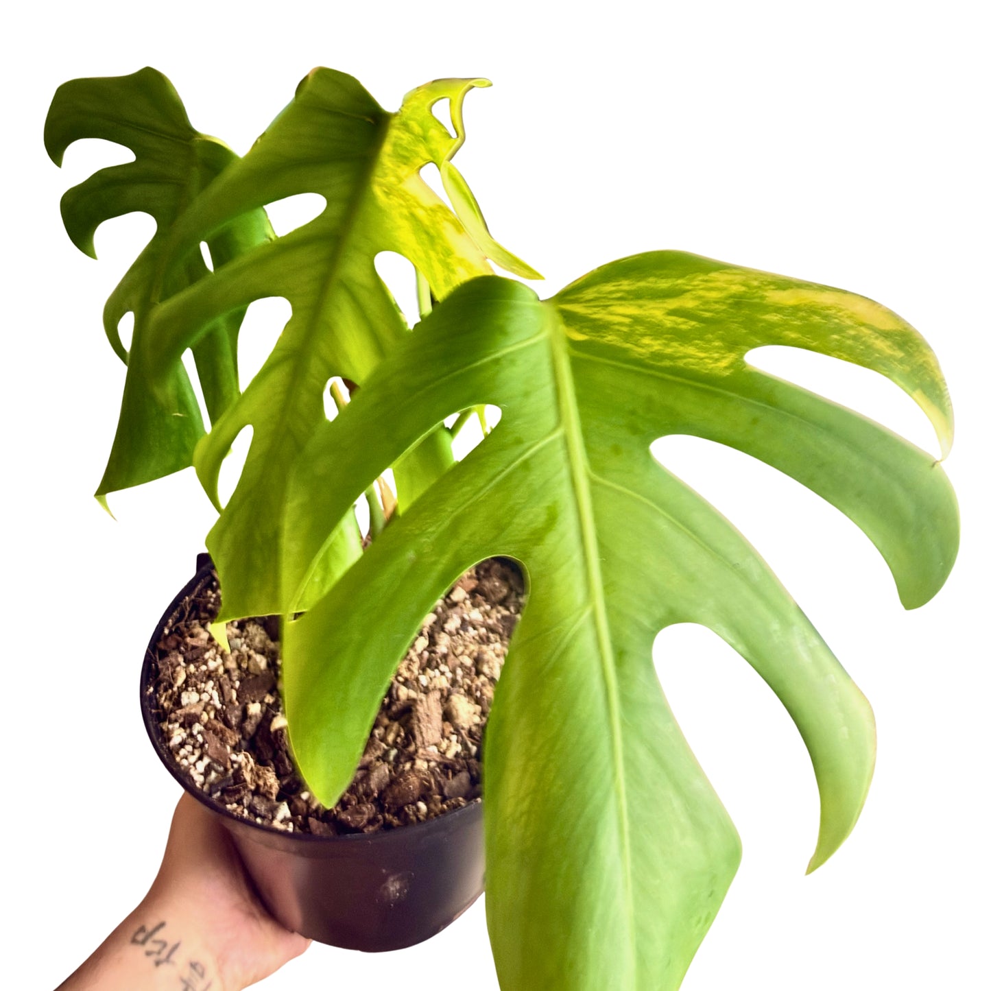 Monstera  Aurea Variegata