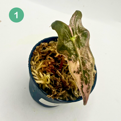 Alocasia Sanderiana Nobilis Pink Variegata