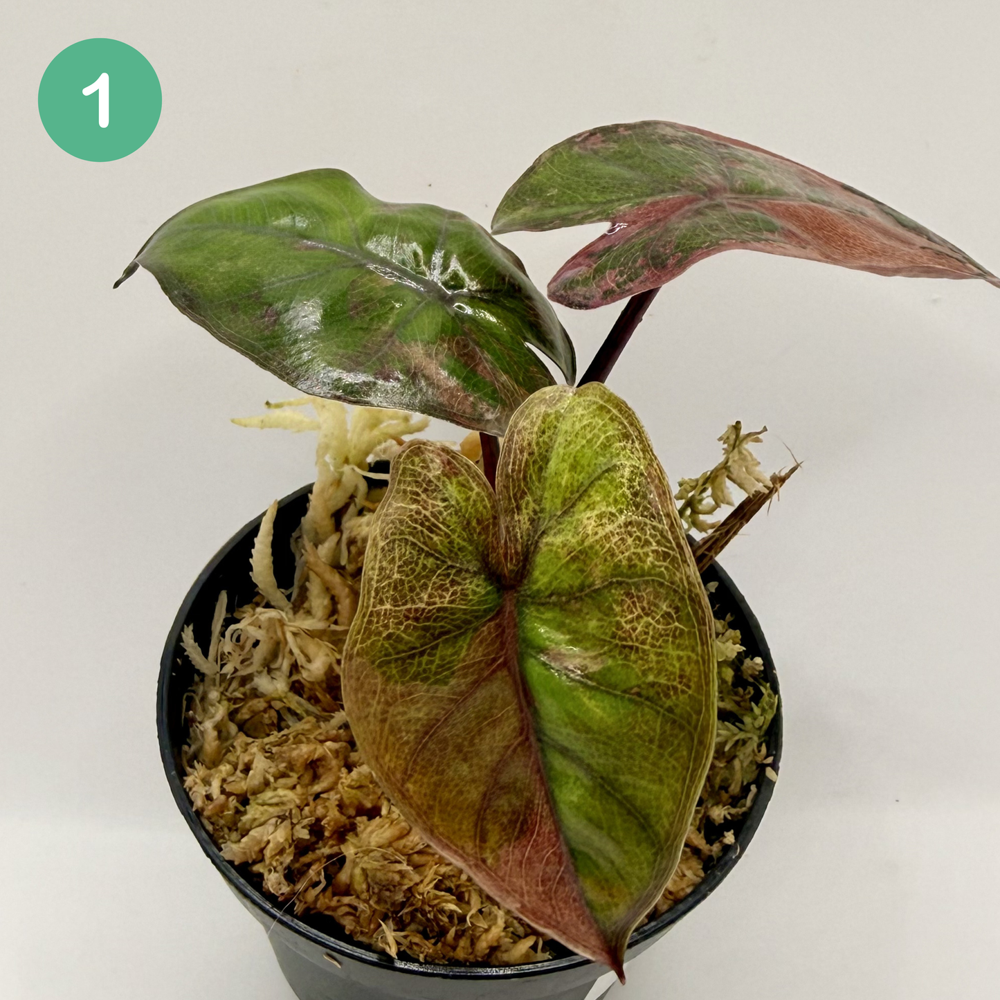 Alocasia Plumbea Nigra Albo/Pink Variegata