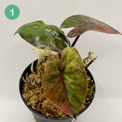 Alocasia Plumbea Nigra Albo/Pink Variegata