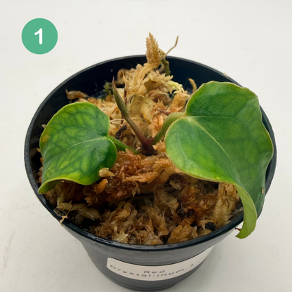 Anthurium Red Crystallinum