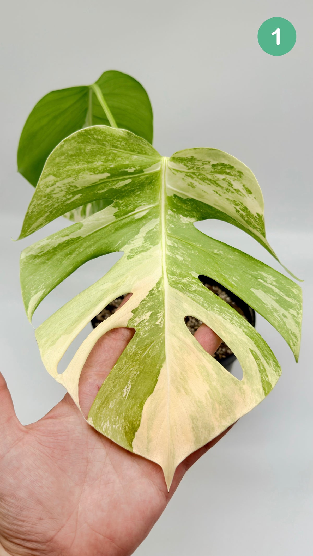 Monstera Deliciosa Variegated - Large Form