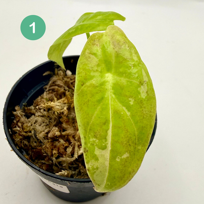 Alocasia Acuminata Albo Variegata