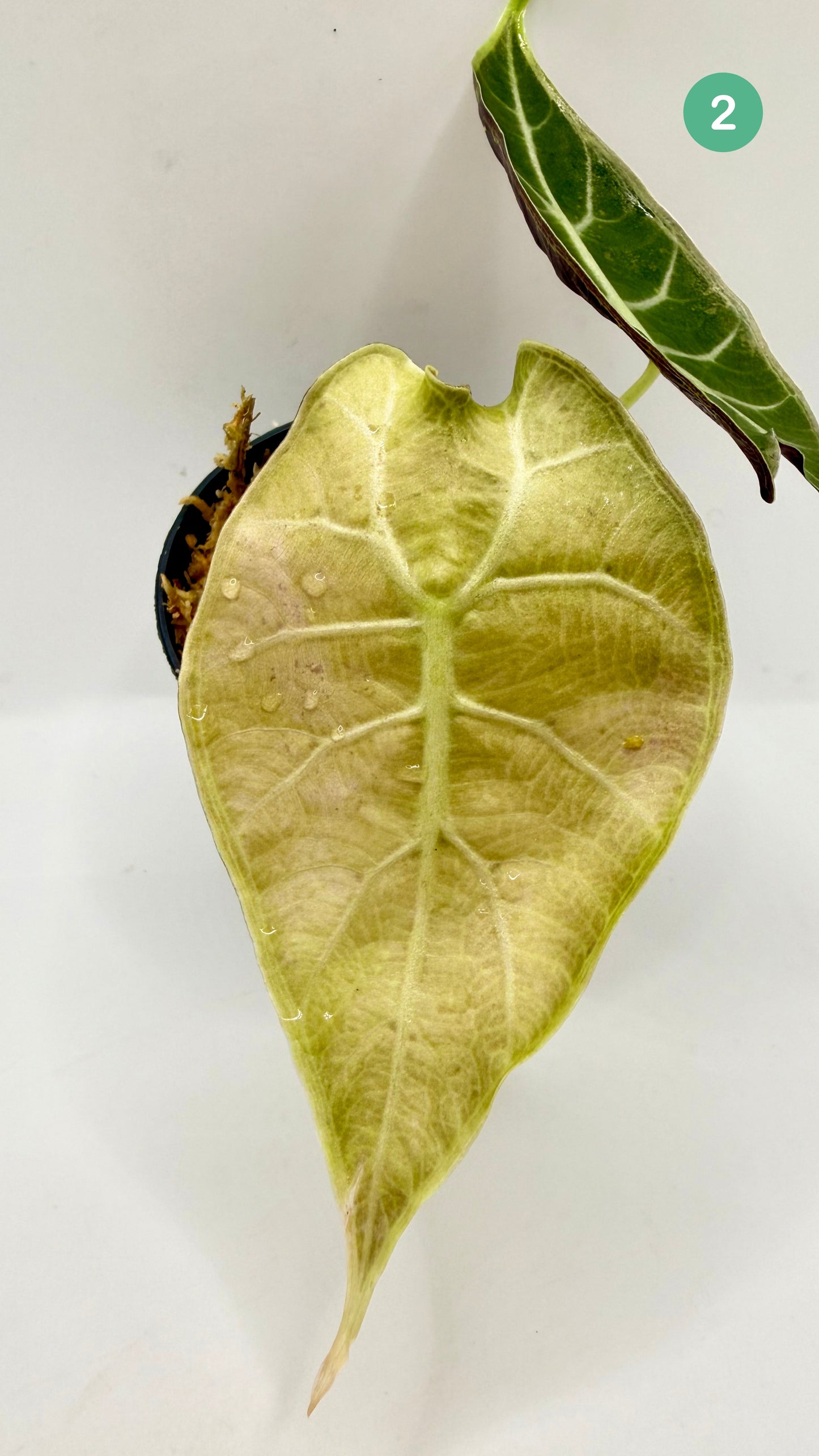 Alocasia Watsoniana Doff - Albo/Pink Variegata