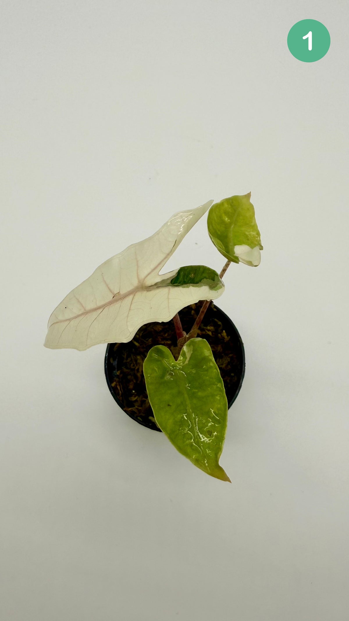 Alocasia Pseudo Sanderiana Albo/Pink Variegata